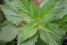 Isırgan Otu Romatizma Kullanımı ve Faydaları Nelerdir?