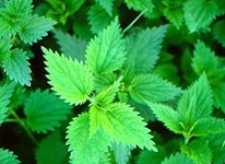 Isırgan Otunun Cilde Faydaları Nelerdir?