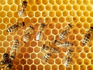 Isırgan Otu Bal Karışımı Kullanımı ve Faydaları Nelerdir?